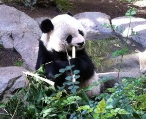 Panda eating bamboo